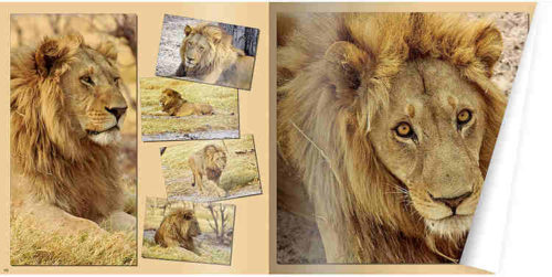 cewe_staeger16_tierbilder_750