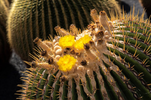 turtschi_lanzarote_2681-750