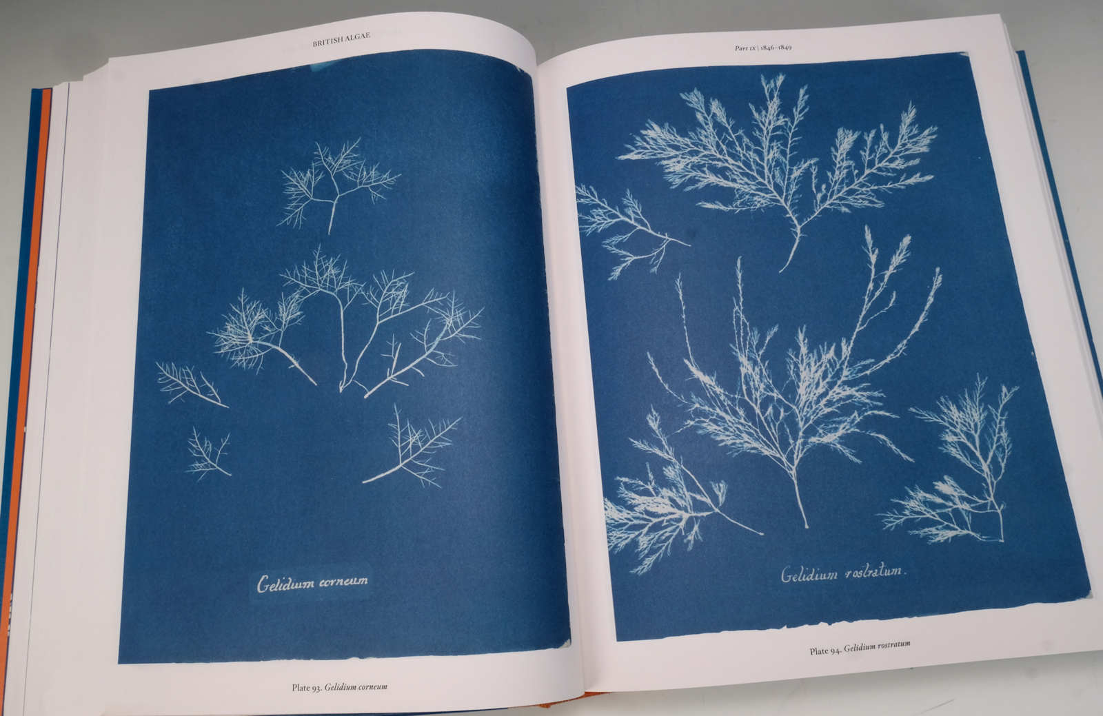 Éditions TASCHEN: Anna Atkins. Cyanotypes